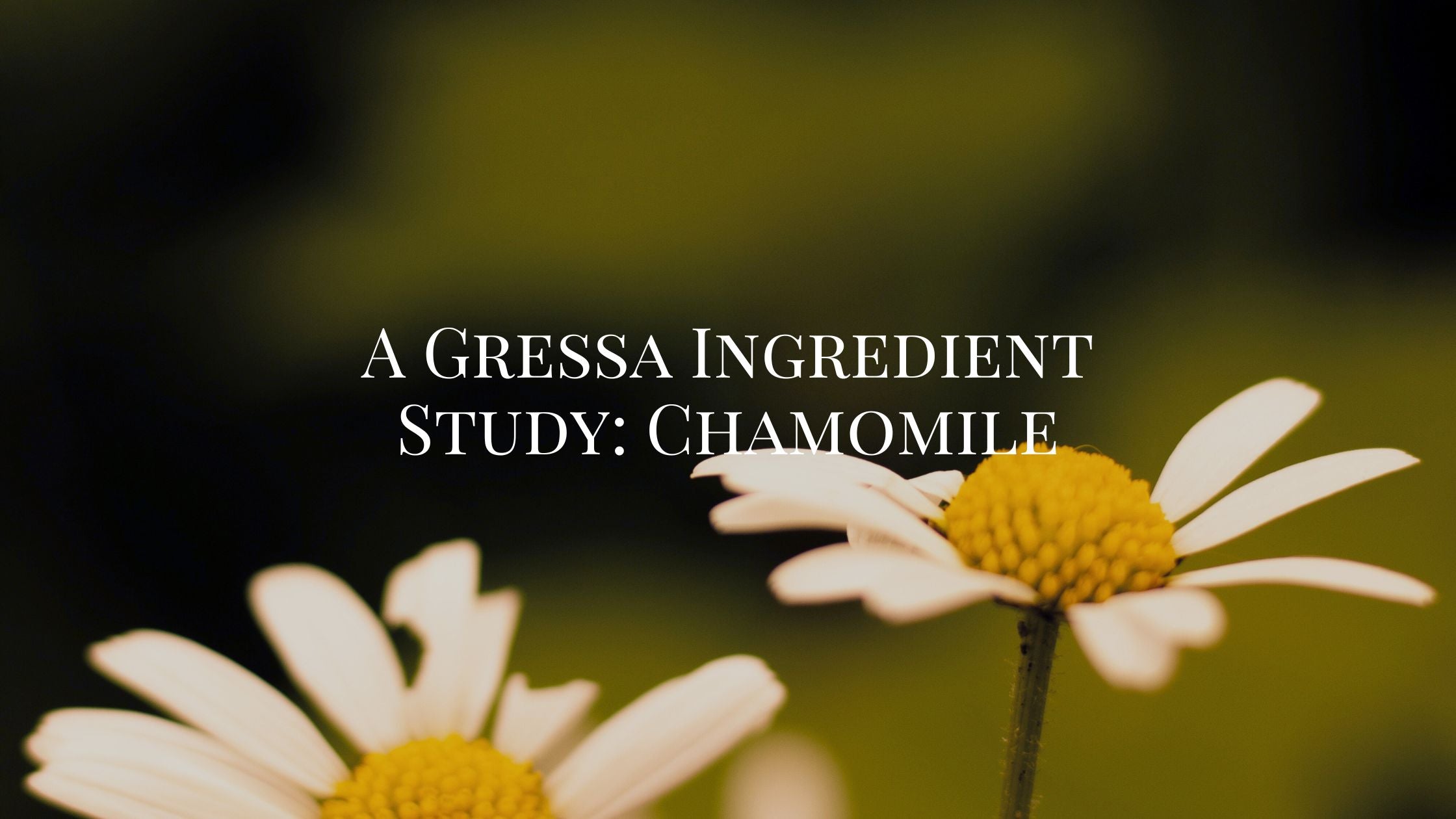The Power of Chamomile: Calm for Skin and Soul